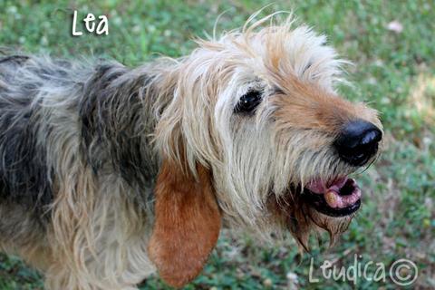 Dolce Lea